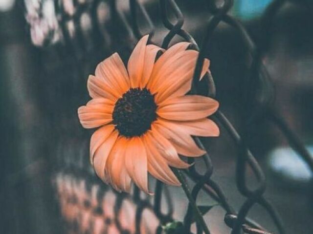 Tumblr