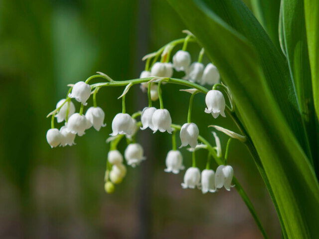 lily of the valley