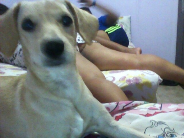 CACHORRO