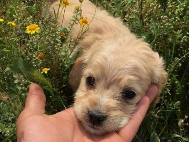 Estar sempre perto das flores, animais, e a natureza.