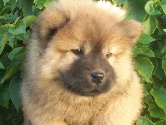 chow chow