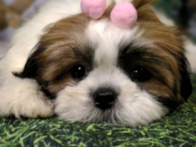 shih tzu