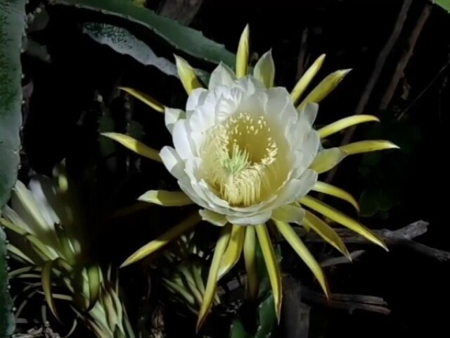 dama da noite ou flor da noite.