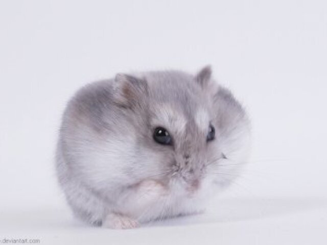 hamster