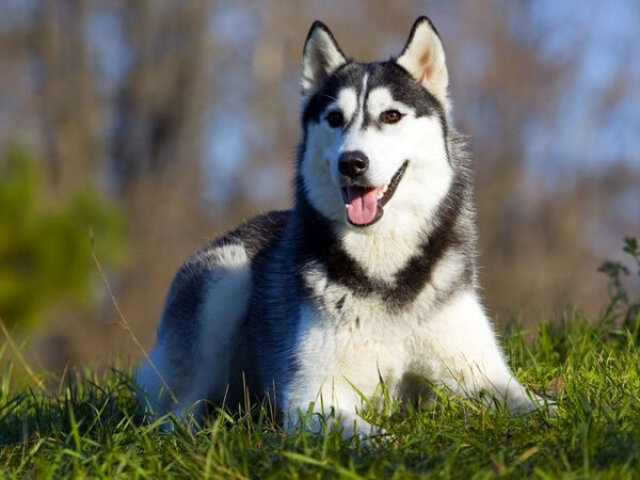 Husky Siberiano