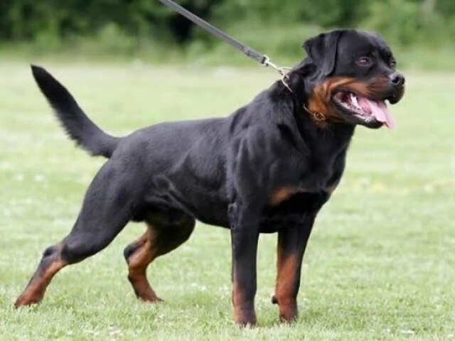 Rottweiler