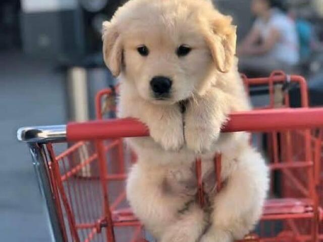 Cachorro 🐶