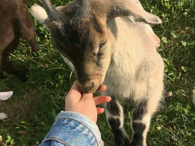 eu e meus animaizinhos