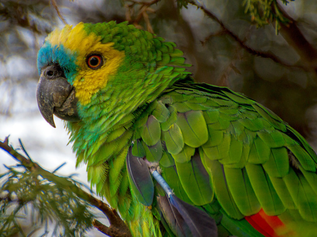 Papagaio amazônico