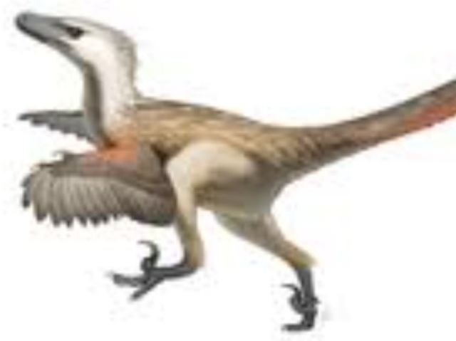 Velociraptor