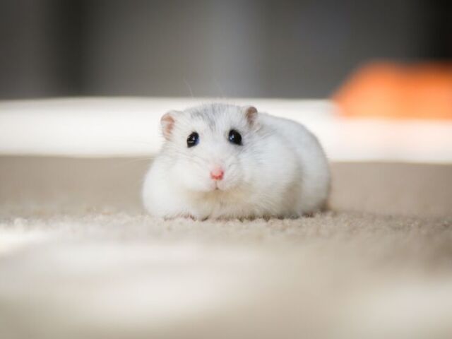 Hamster