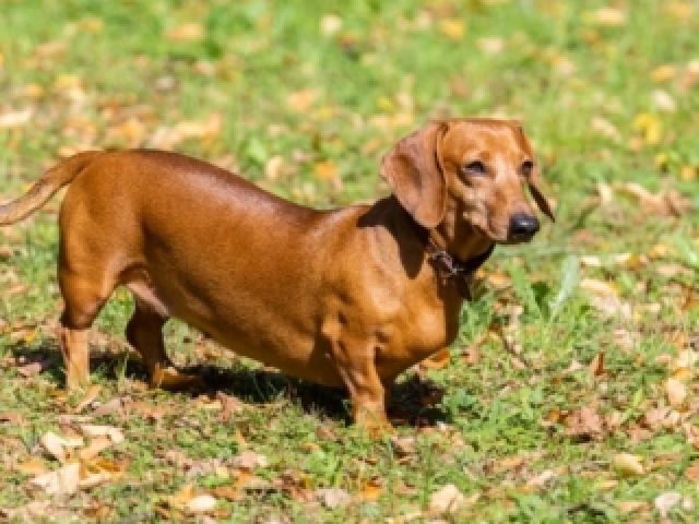 Cachorro salsicha 
Eu não sei se e a Sim que esqreve