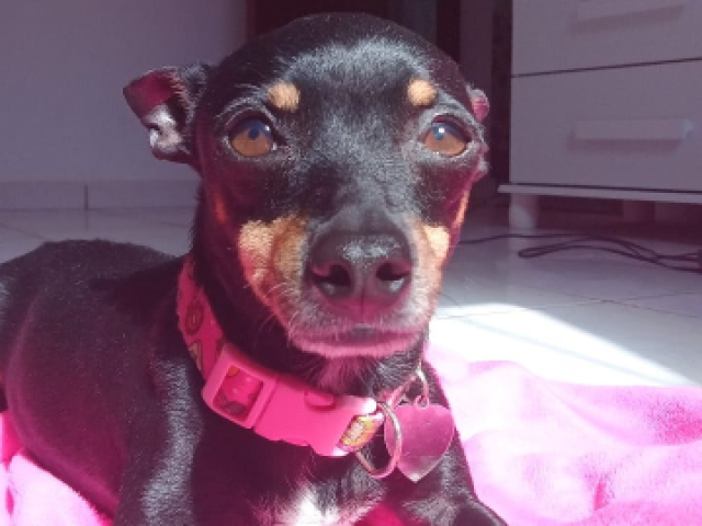 Pinscher