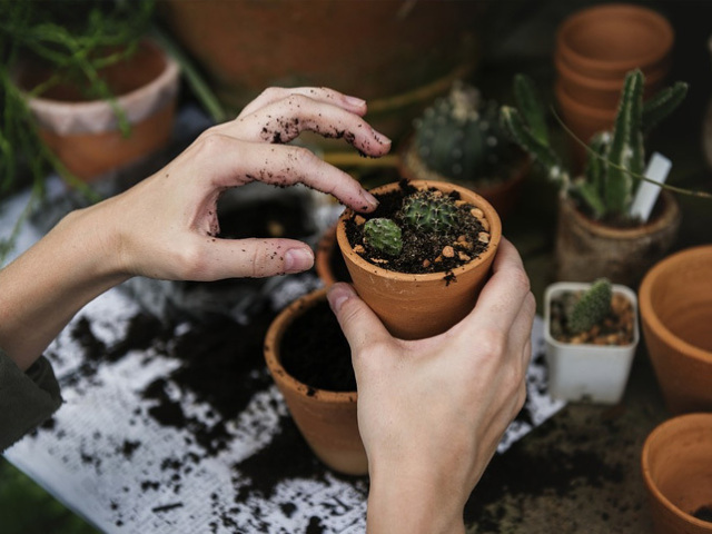 cuidar das plantas