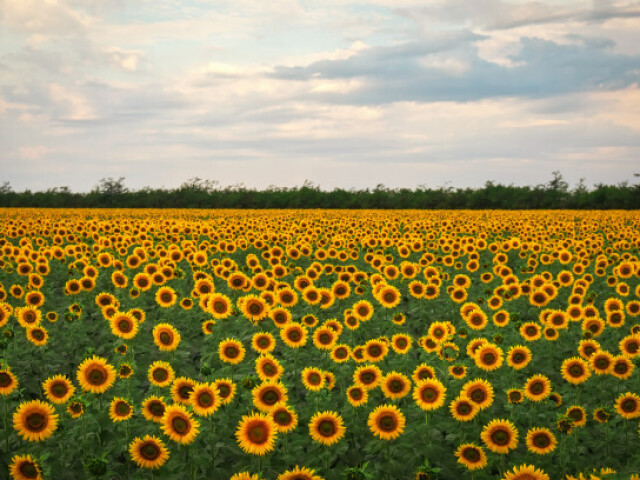 campo encantado