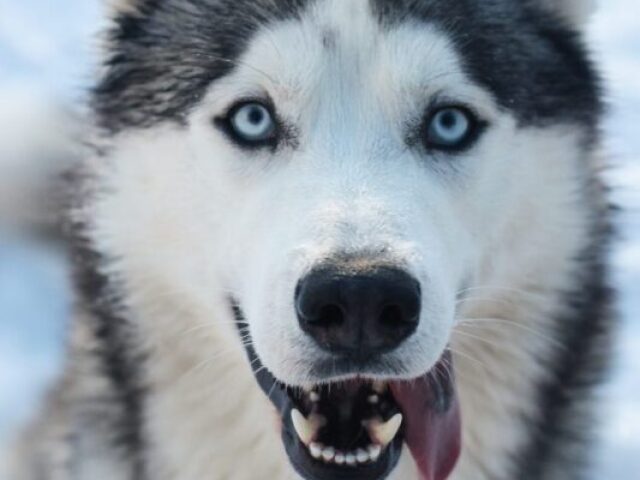 husky siberiano (a imagem cortou desculpa)