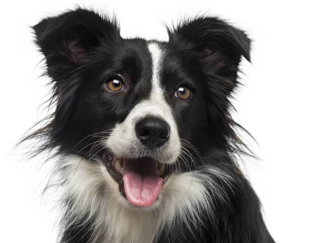 border collie