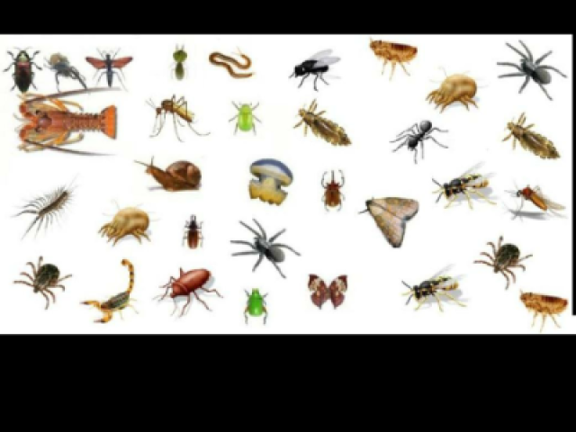 Animais Invertebrados рџ пёџрџ џрџђњрџ Quizur Animais Invertebrados рџ пёџрџ џрџђњрџ Quizur