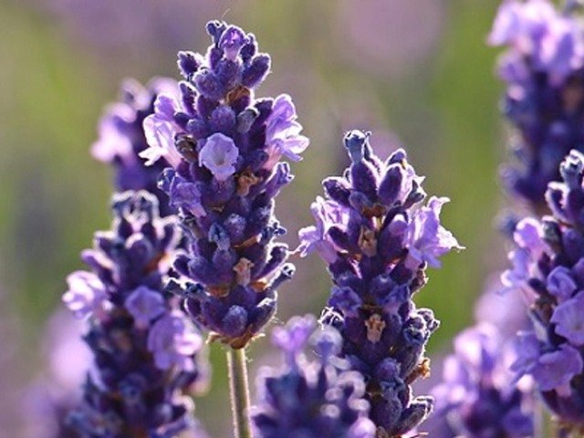 lavanda!!