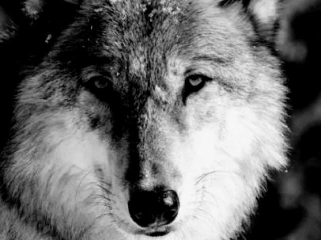 ☆ ━ Lobo