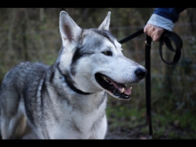 Para começar, cachorro lobo!?