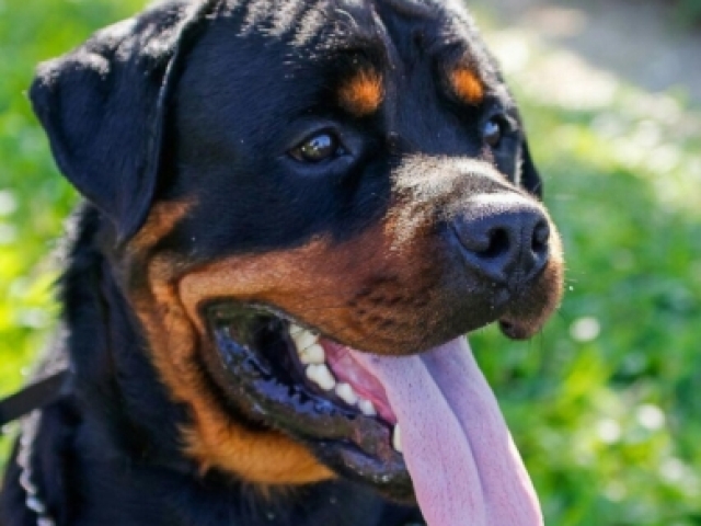 Rottweiler!?