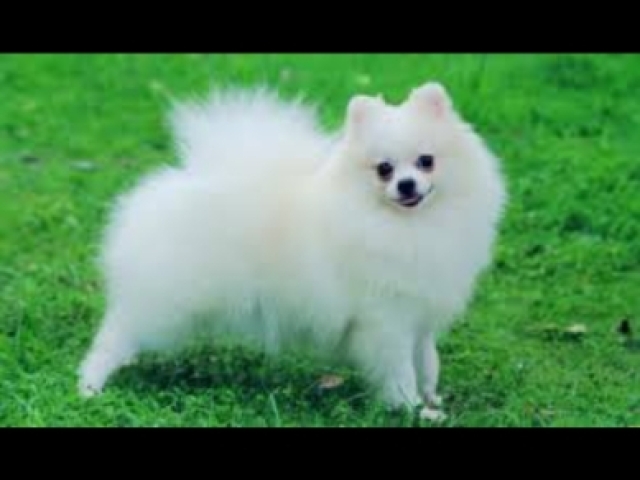 Lulu da pomerania!?