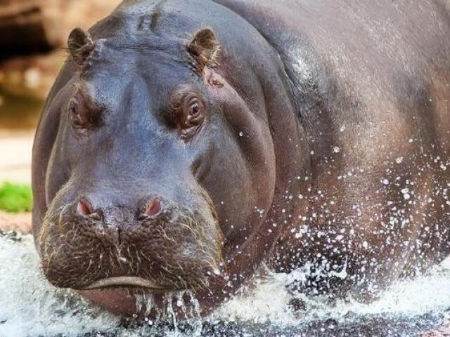 um hipopótamo bemm gordinho