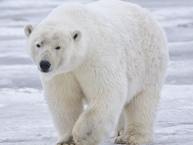 um ursinho polar!!