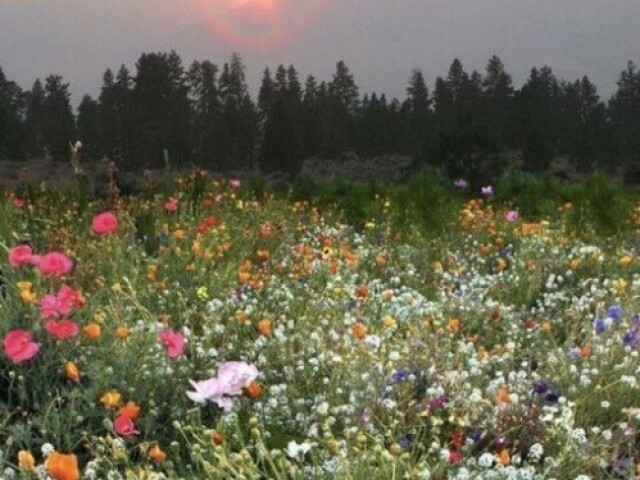 Primavera
