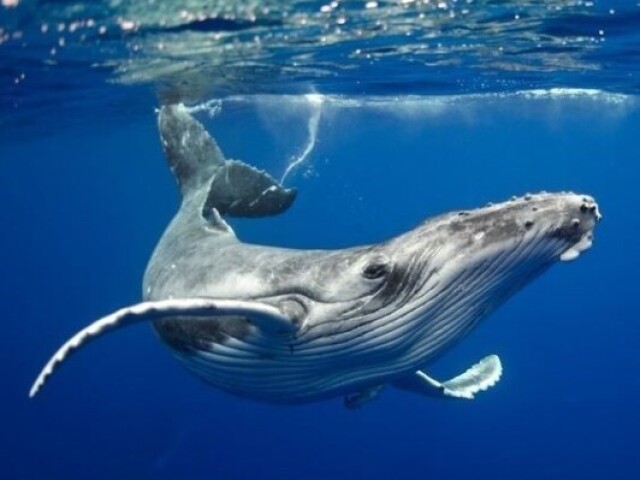 Baleia