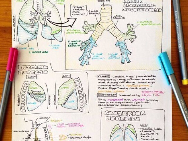 Anatomia