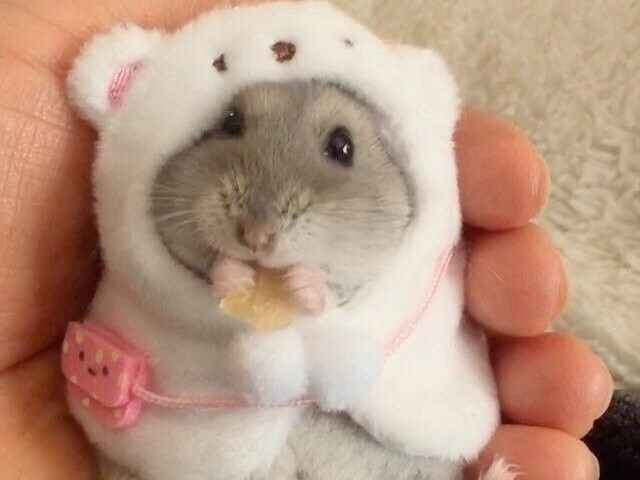 Hamster