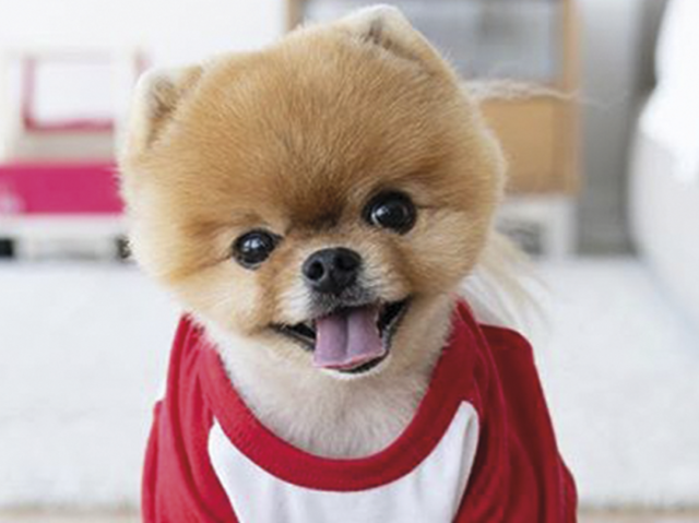 Qual é o cachorro pela descrição?