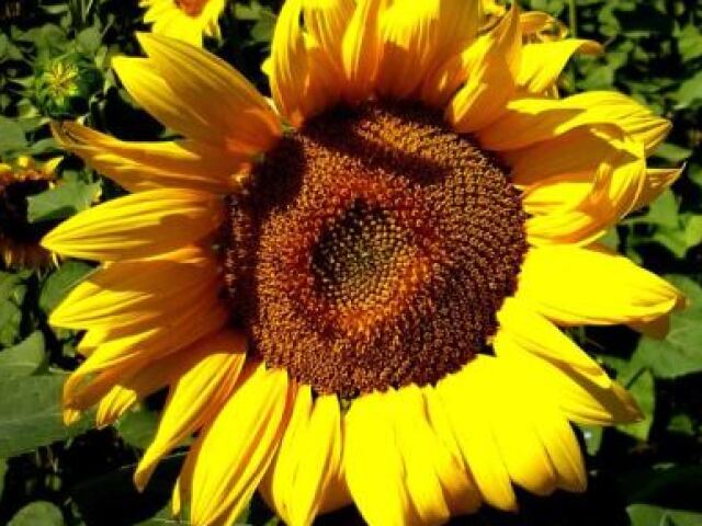 Girasol