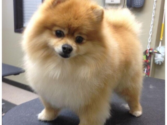 Lulu da pomerânia