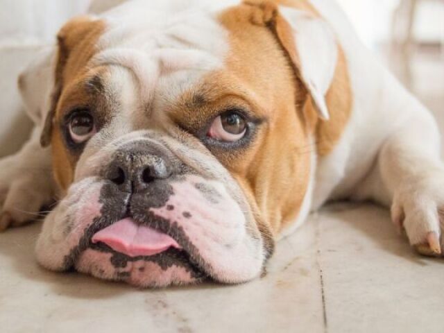 Buldogue(não sei se é assim que escreve)