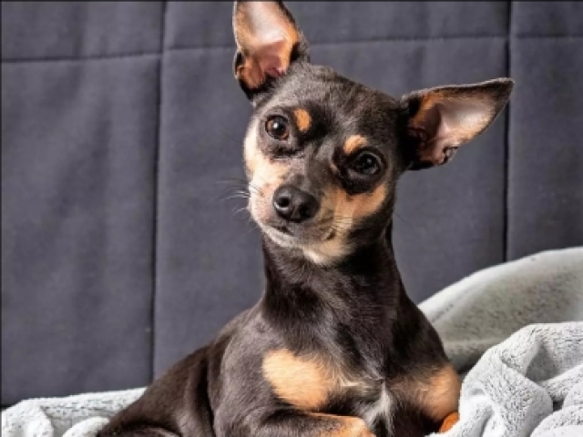 Pinscher