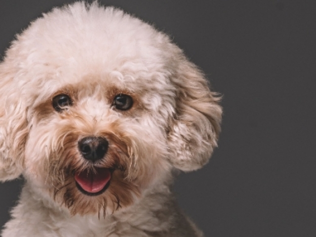 Poodle