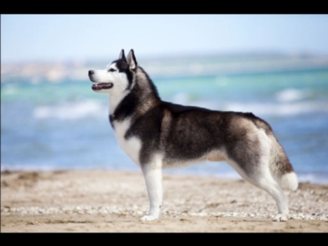 Husky siberiano