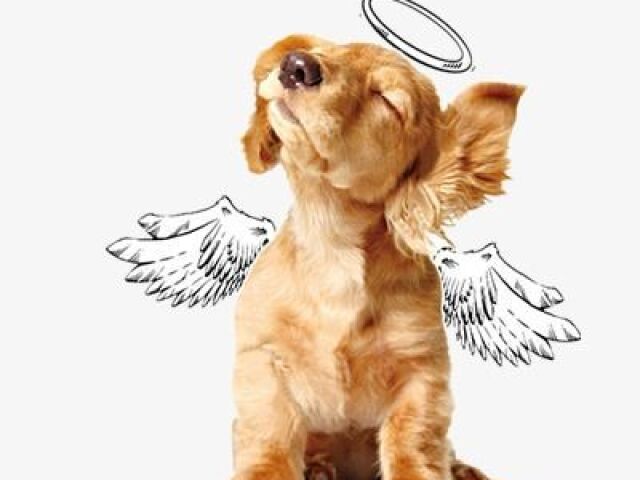 Que raça de cachorro você tem que ter?