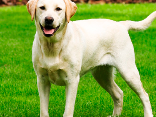Labrador Retriever