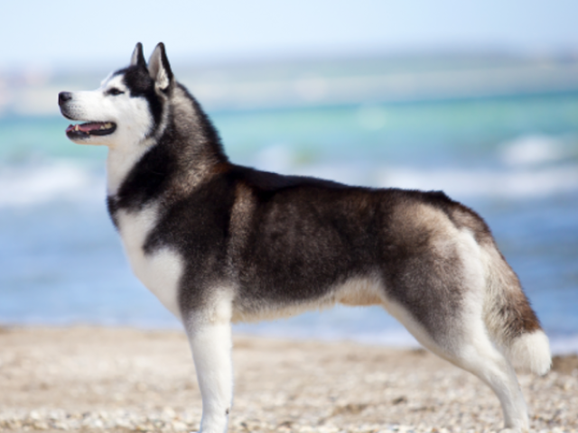 Husky siberiano