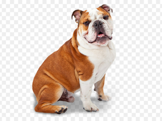 Buldogue