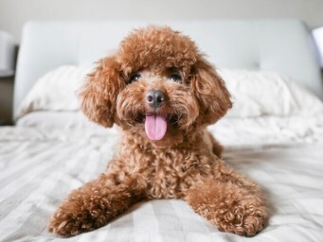 Poodle