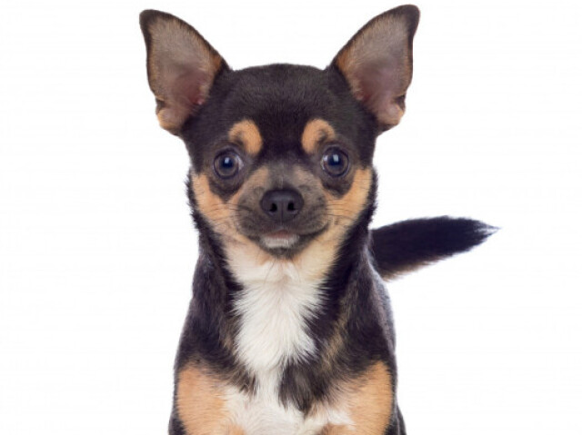 Chihuahua