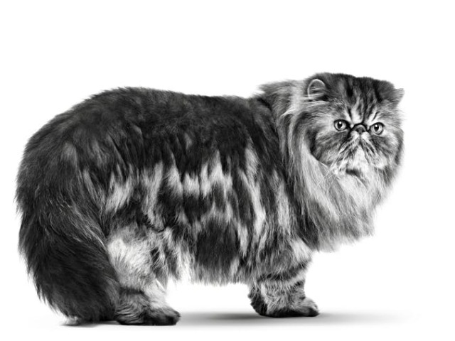 Gato Persa