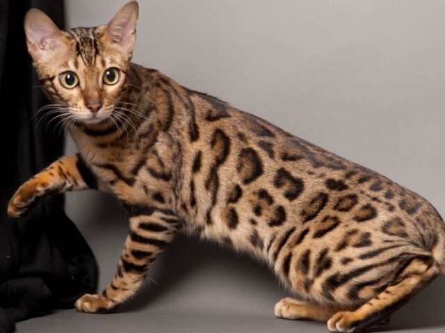 Gato-de-Bengala