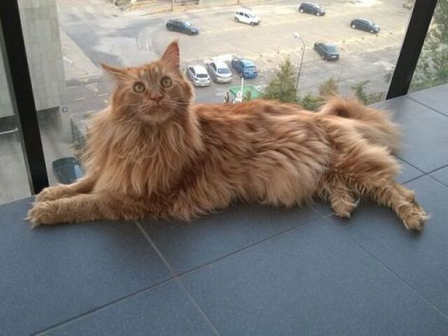 Maine Coon