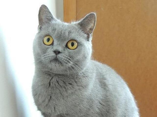 Gato de Pelo curto inglês